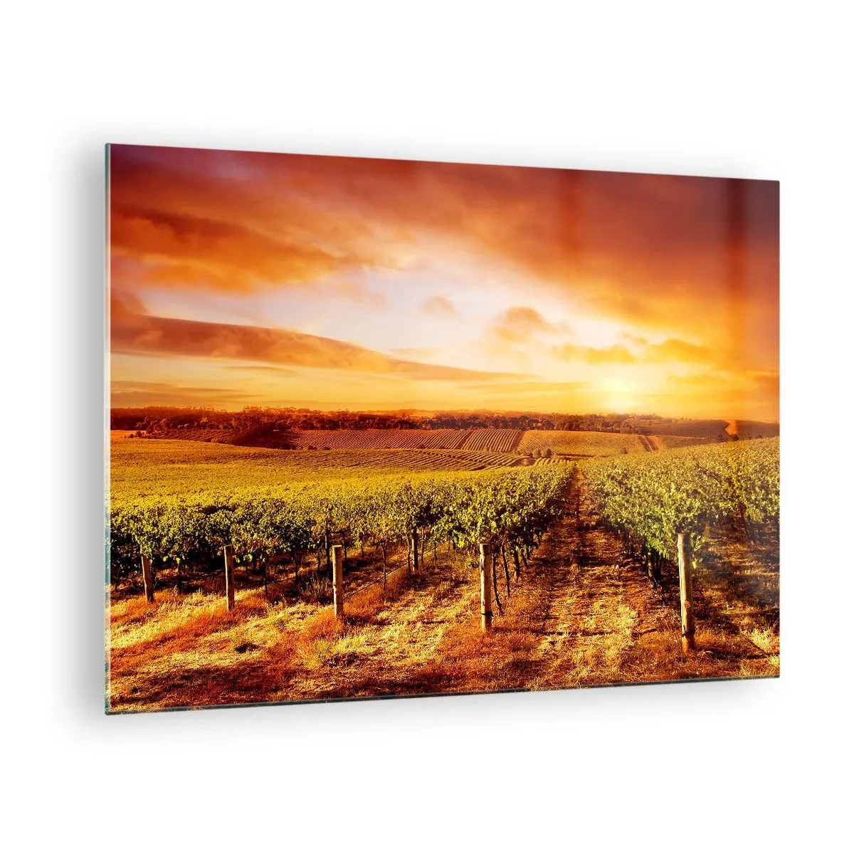 Obraz na skle - Vinná réva na poli při západu slunce - 70x50cm - Jemně ovocné s tónem slunce - Moderní nástěnná dekorace do obývacího pokoje a ložnice ARTTOR