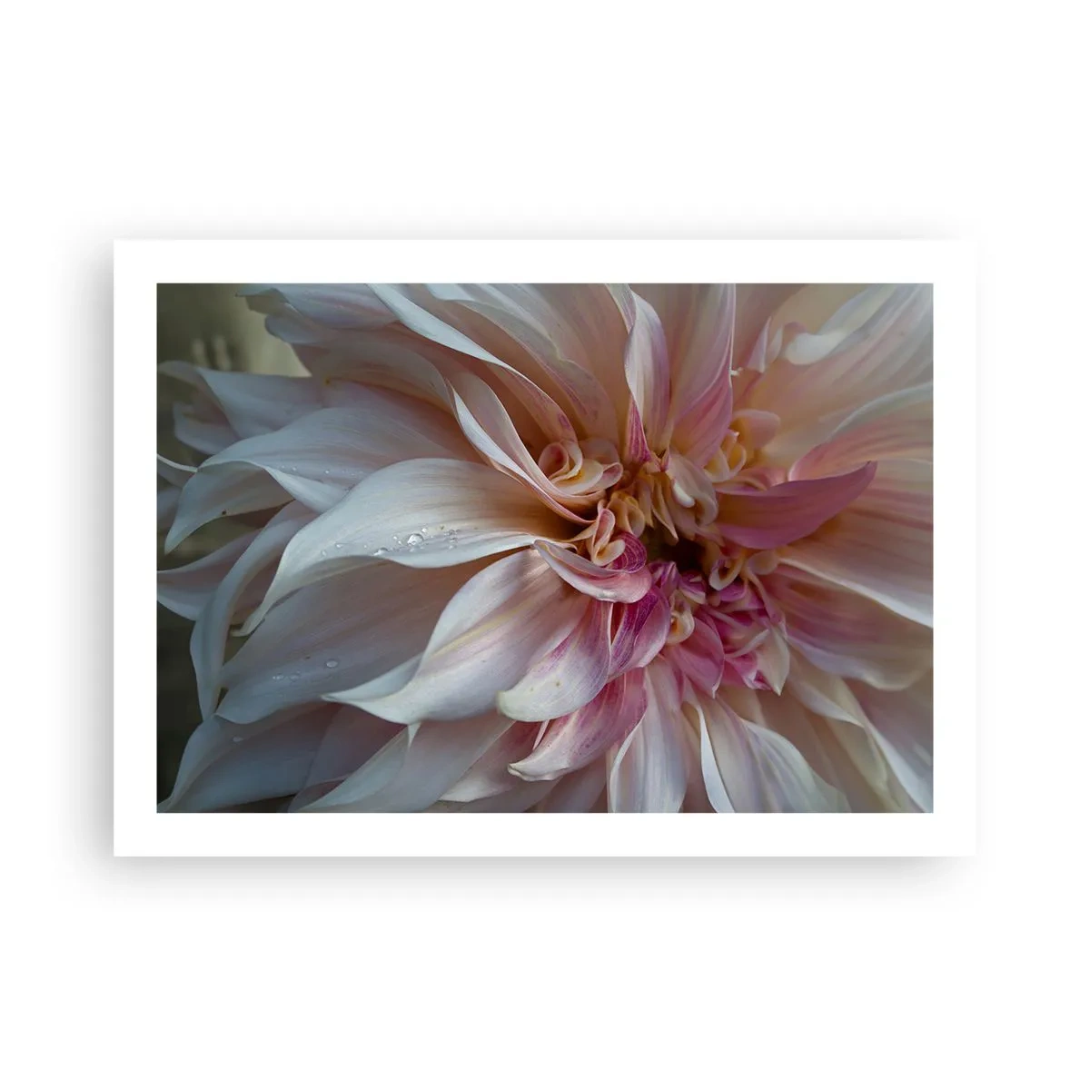 Plakát - Kvetoucí svěžest - 70x50 cm