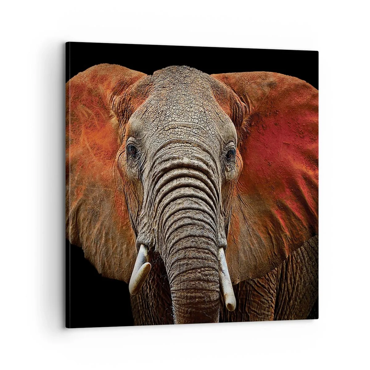 Obraz na plátně - Jsem divoký, a ty? - 60x60 cm