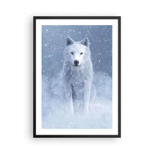 Plakát v černém rámu - Bílý vlk v zimní krajině, obklopený sněhem. - 50x70cm - V zimním duchu - Moderní nástěnná dekorace do obývacího pokoje a ložnice ARTTOR