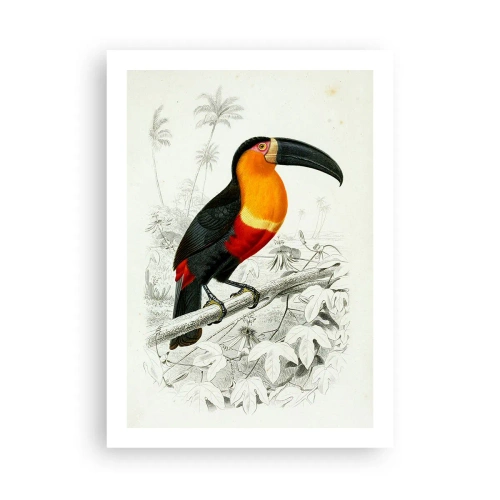 Plakát - Ptačí barvy - 50x70 cm