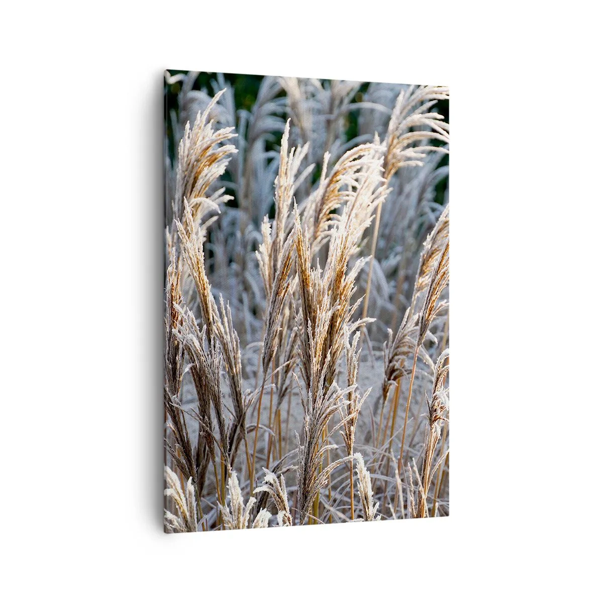 Obraz na plátně - Mrazem pokryté - 70x100 cm