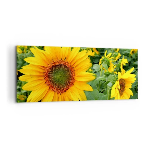 Obraz na plátně - Zahořely stovky sluncí - 100x40 cm