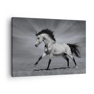 Obraz na plátně - Černobílý kůň v dynamické póze v poušti. - 70x50cm - Zrozen pro potěšení - Moderní nástěnná dekorace do obývacího pokoje a ložnice ARTTOR