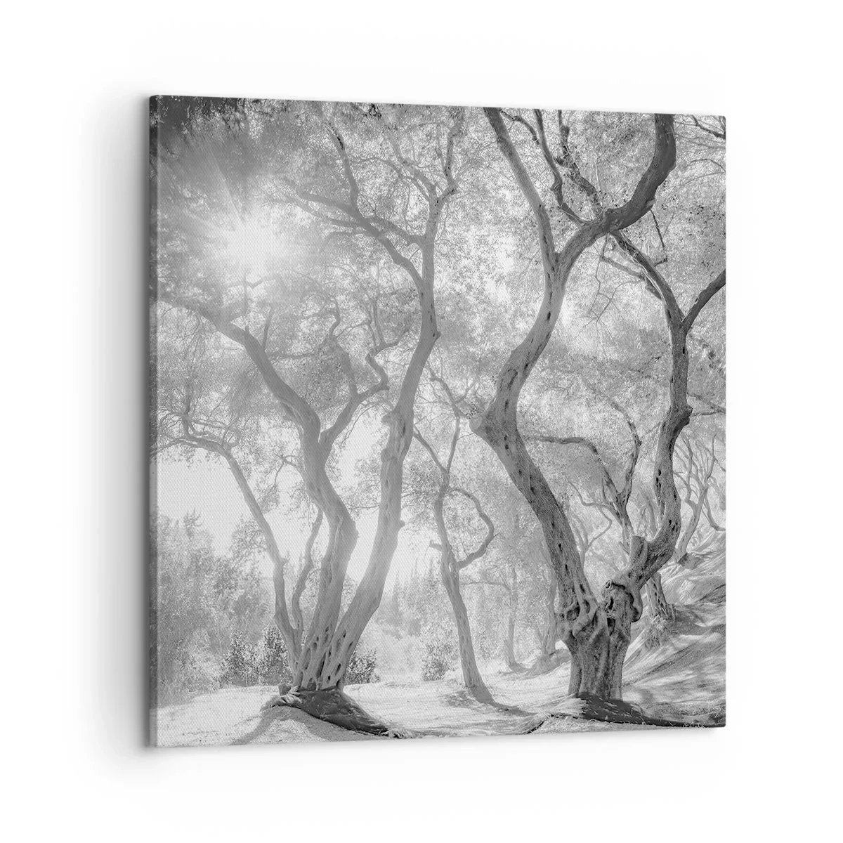 Obraz na plátně - V olivovém háji - 60x60 cm