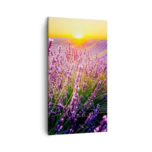 Obraz na plátně - Voňavý lán - 45x80 cm