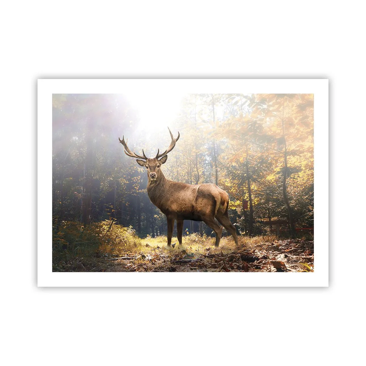 Plakát - Plné důstojnosti - 70x50 cm