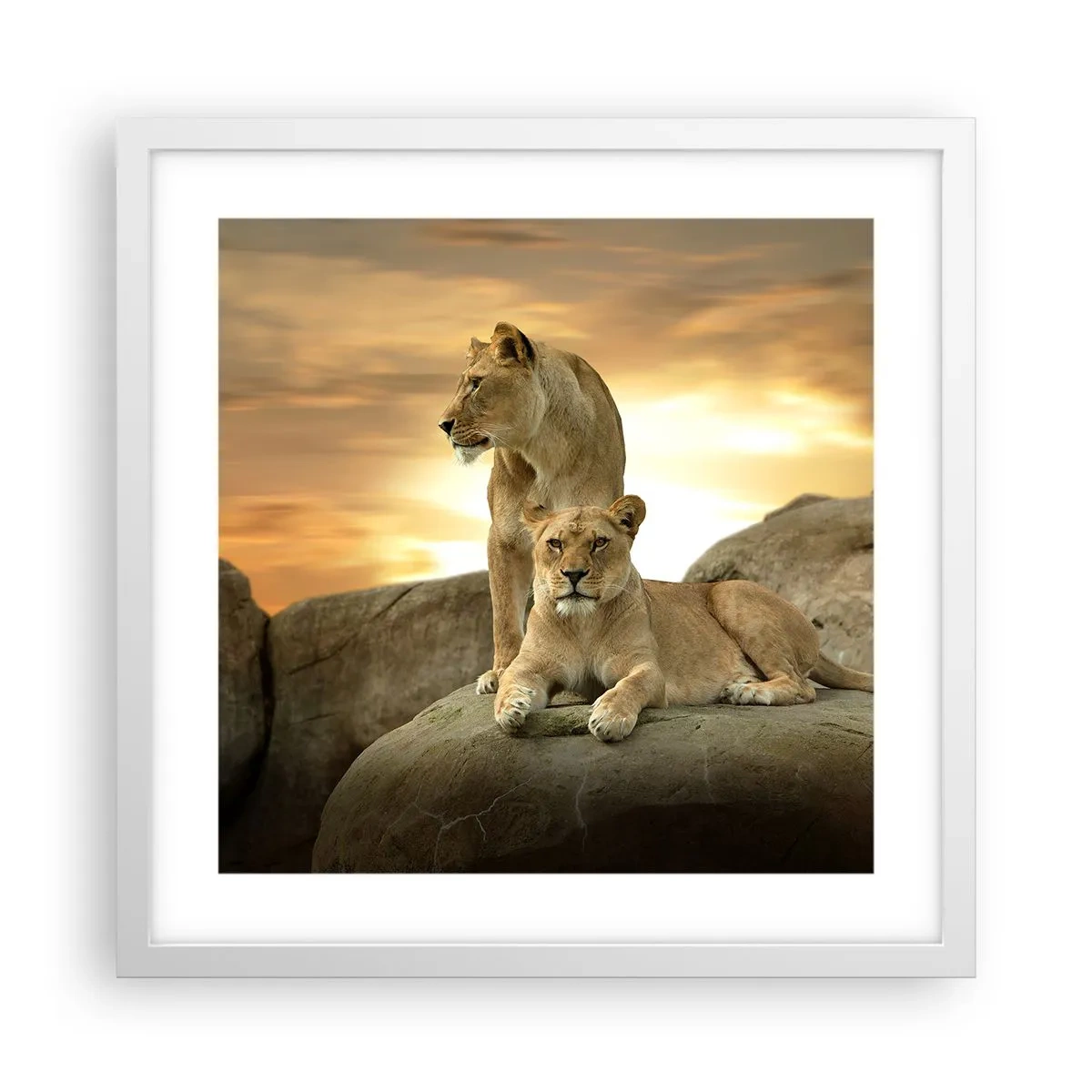 Plakát v bílém rámu - Královský majestát - 40x40 cm