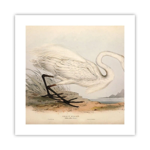 Plakát - Paní rákosin - 40x40 cm