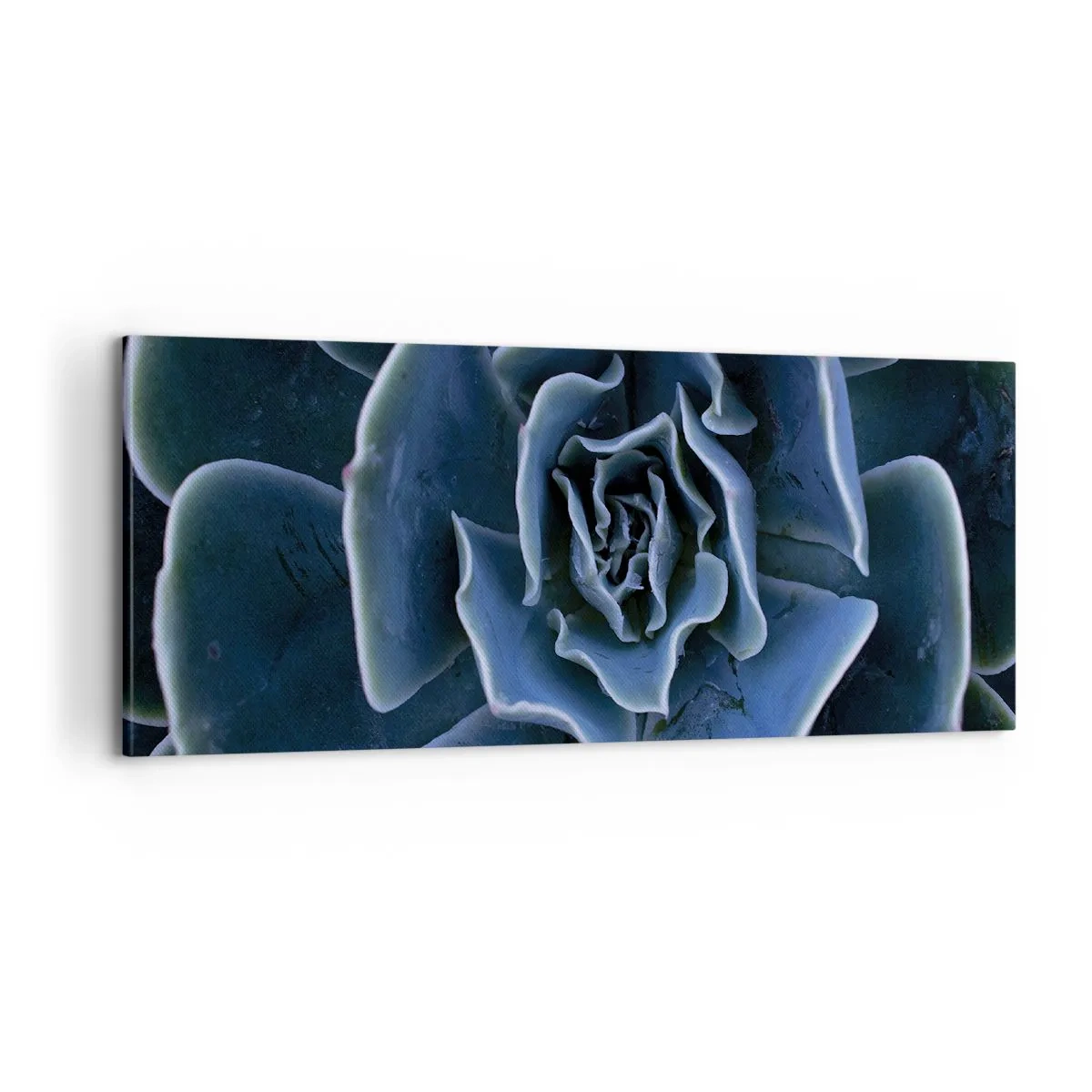 Obraz na plátně - Pouštní květ - 100x40 cm