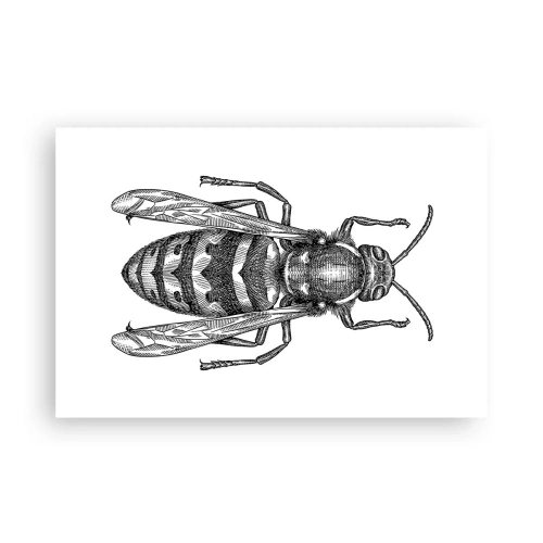 Plakát - Z hmyzí planety - 91x61 cm