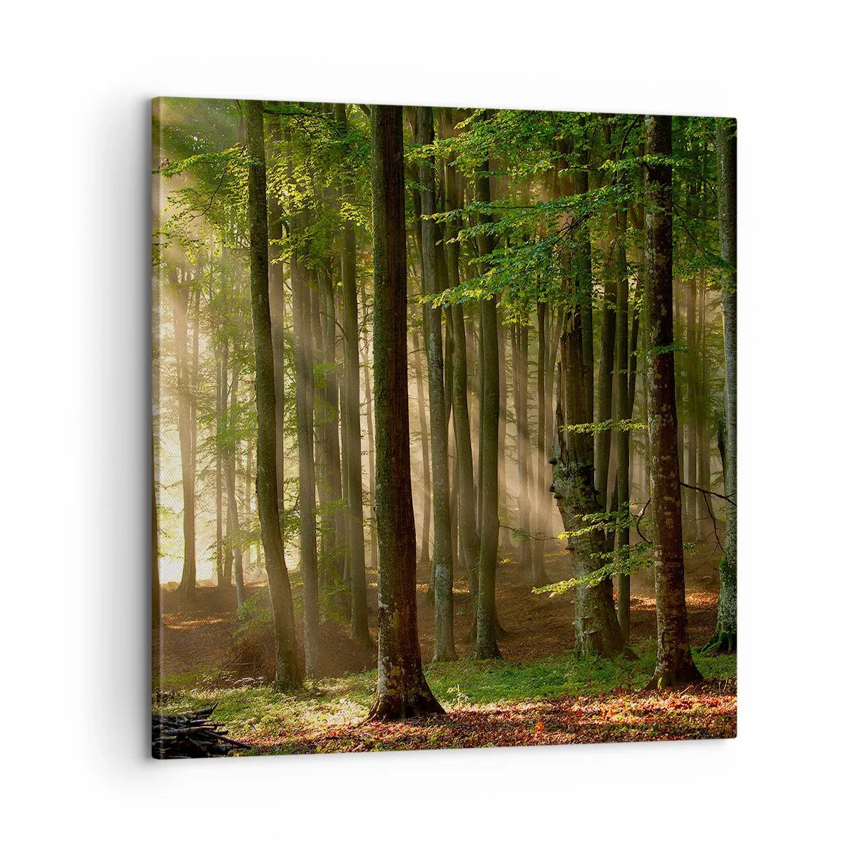 Obraz na plátně - Rozzářený v jarním ránu - 60x60 cm
