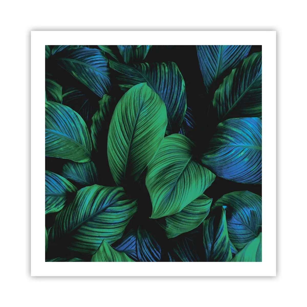 Plakát - V zeleném davu - 60x60 cm