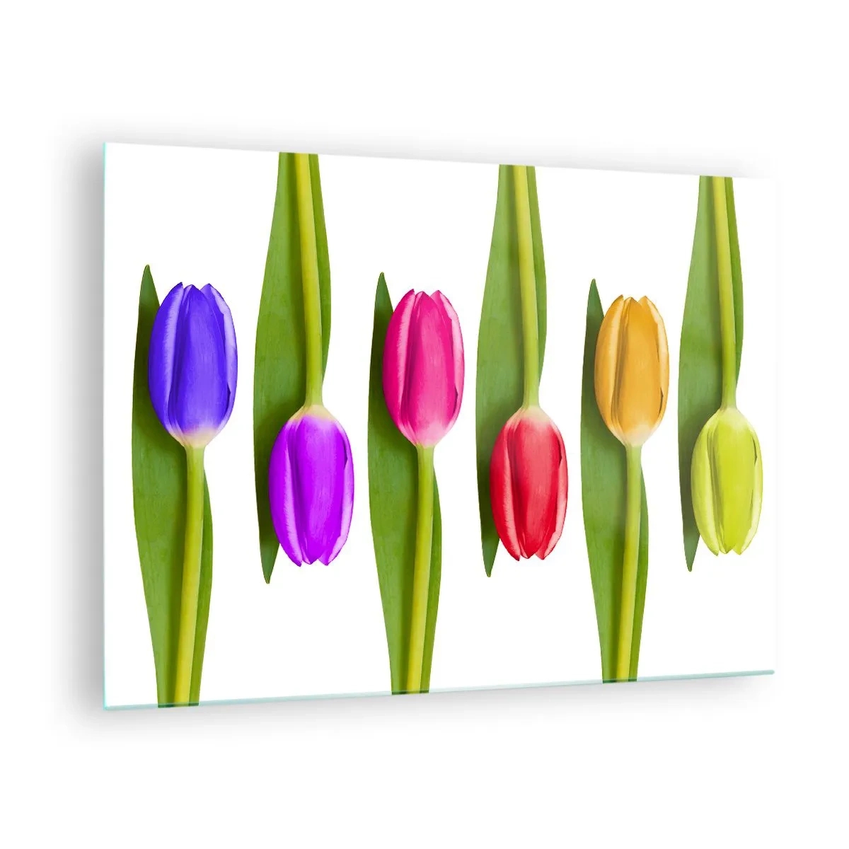 Obraz na skle - Barevné tulipány uspořádané na bílém pozadí - 70x50cm - Duhová kompozice - Moderní nástěnná dekorace do obývacího pokoje a ložnice ARTTOR