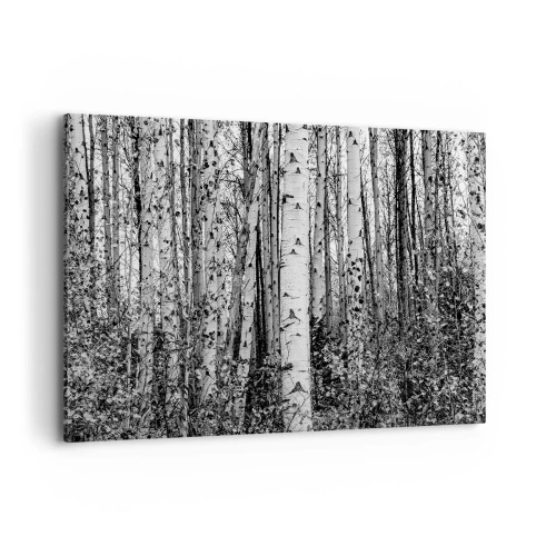 Obraz na plátně - Březová kolonáda - 100x70 cm