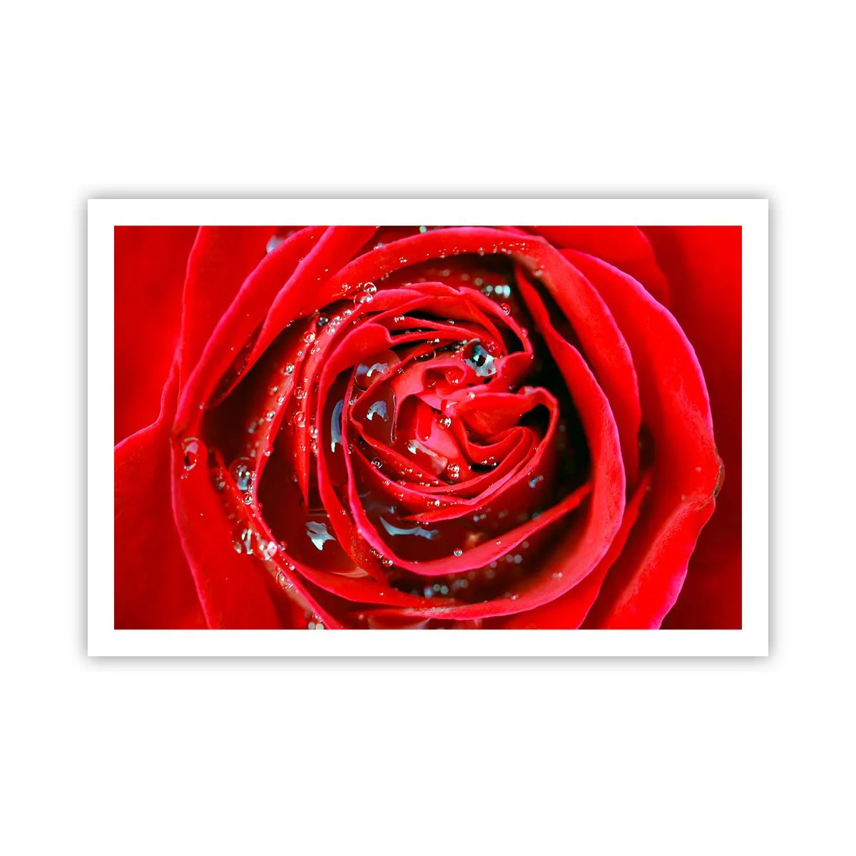 Plakát - V kapkách rosy - 91x61 cm