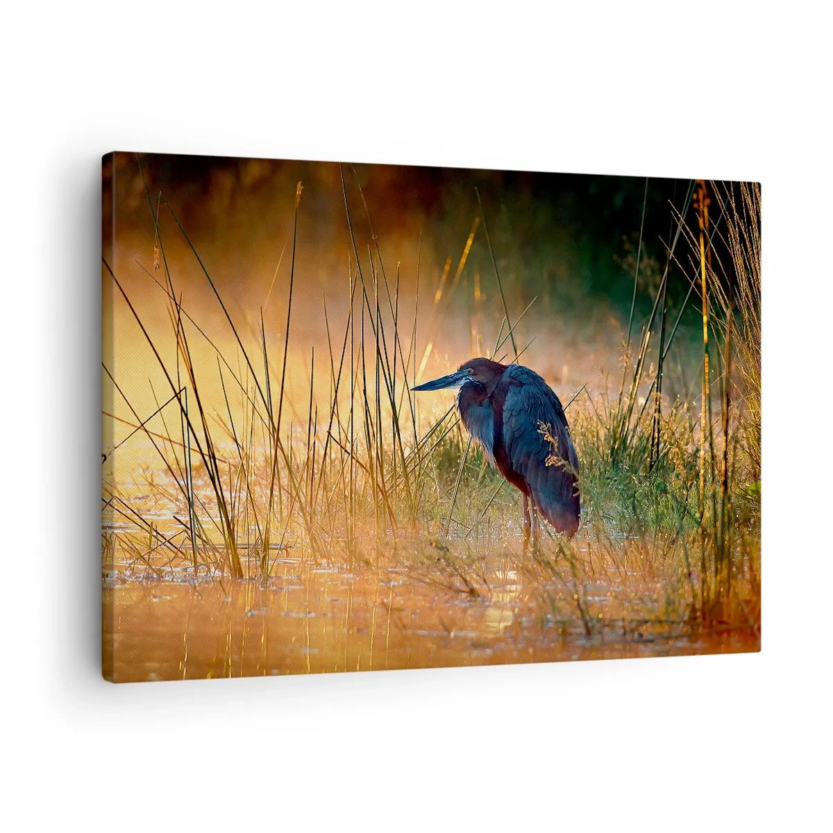 Obraz na plátně - Volavka v mokřadech při západu slunce mezi vysokými trávami - 70x50cm - Ušetřete mě těch fotek - Moderní nástěnná dekorace do obývacího pokoje a ložnice ARTTOR