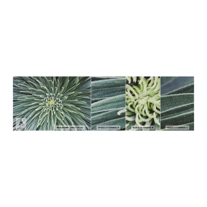 Vzor Fototapety Premium Sand - Zrození hvězdy - Květ agáve, Agáve, Květiny - 100x30 cm