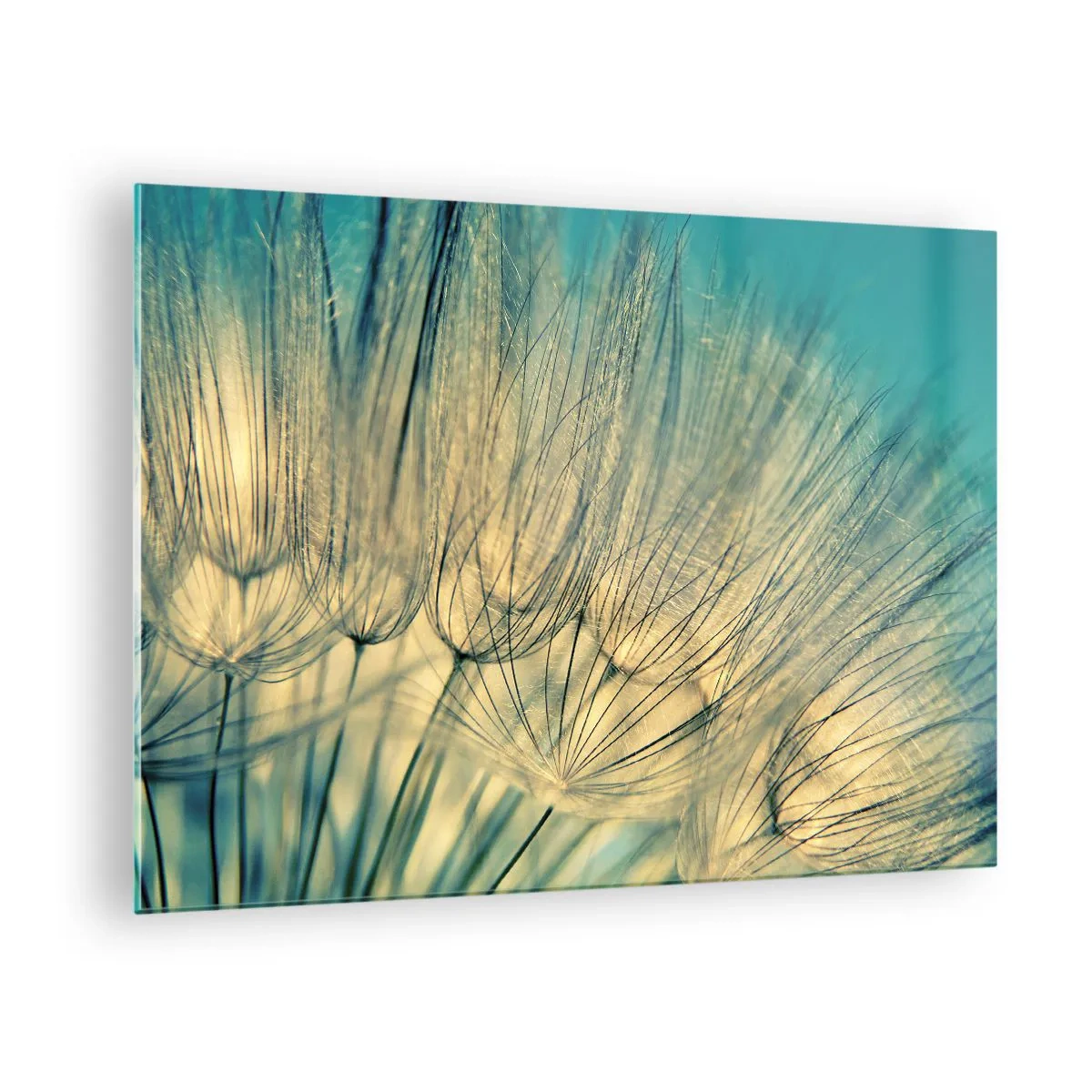 Obraz na skle - Makrofotografie pampelišky na tyrkysovém pozadí - 70x50cm - Čekání na vítr - Moderní nástěnná dekorace do obývacího pokoje a ložnice ARTTOR