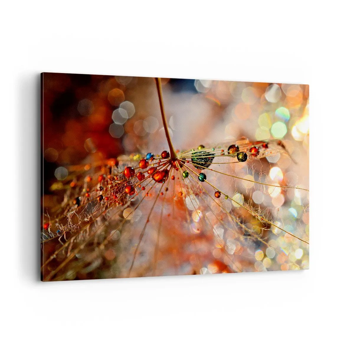 Obraz na plátně - Navlečeno na pavučinu - 100x70 cm