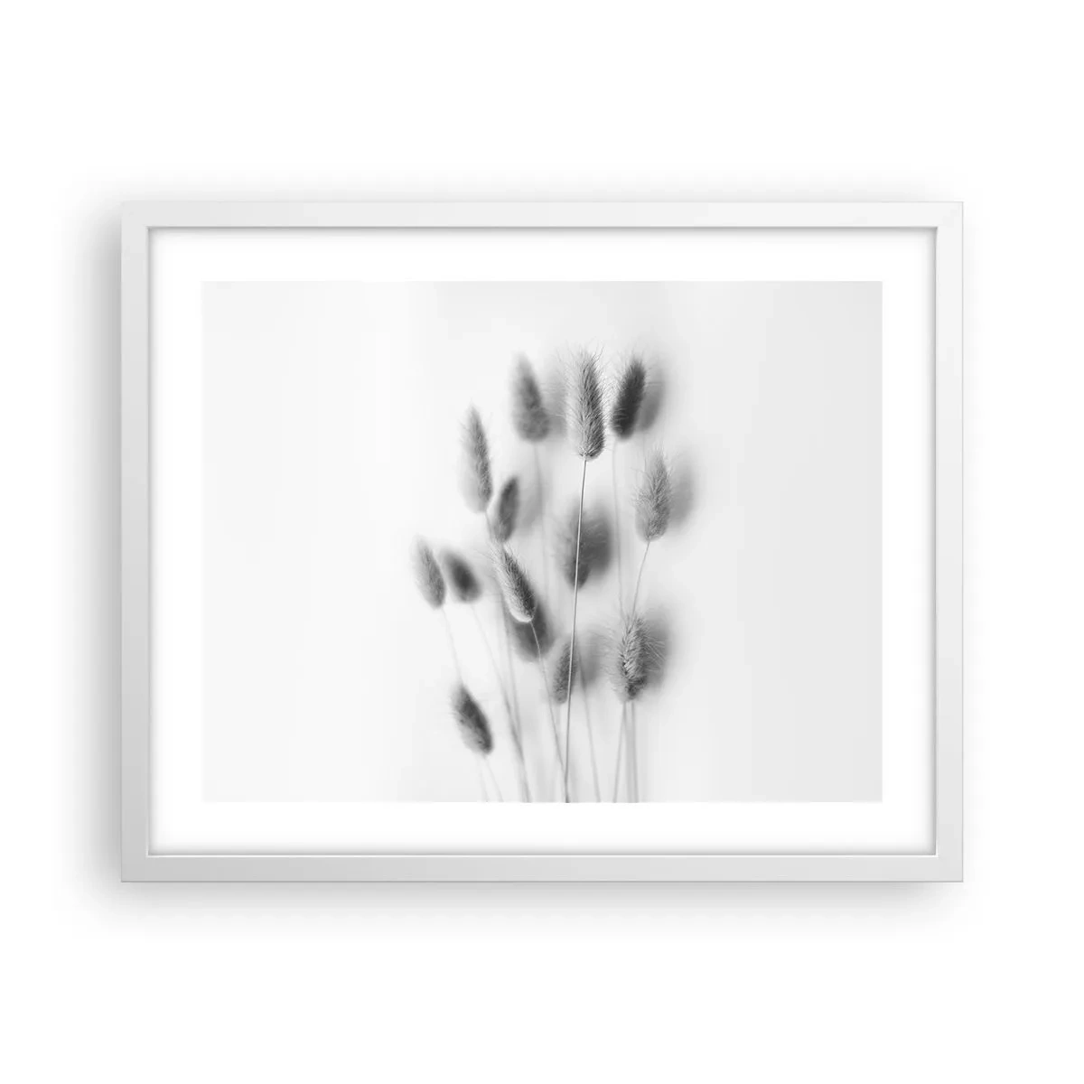 Plakát v bílém rámu - Její načechranost tráva - 50x40 cm