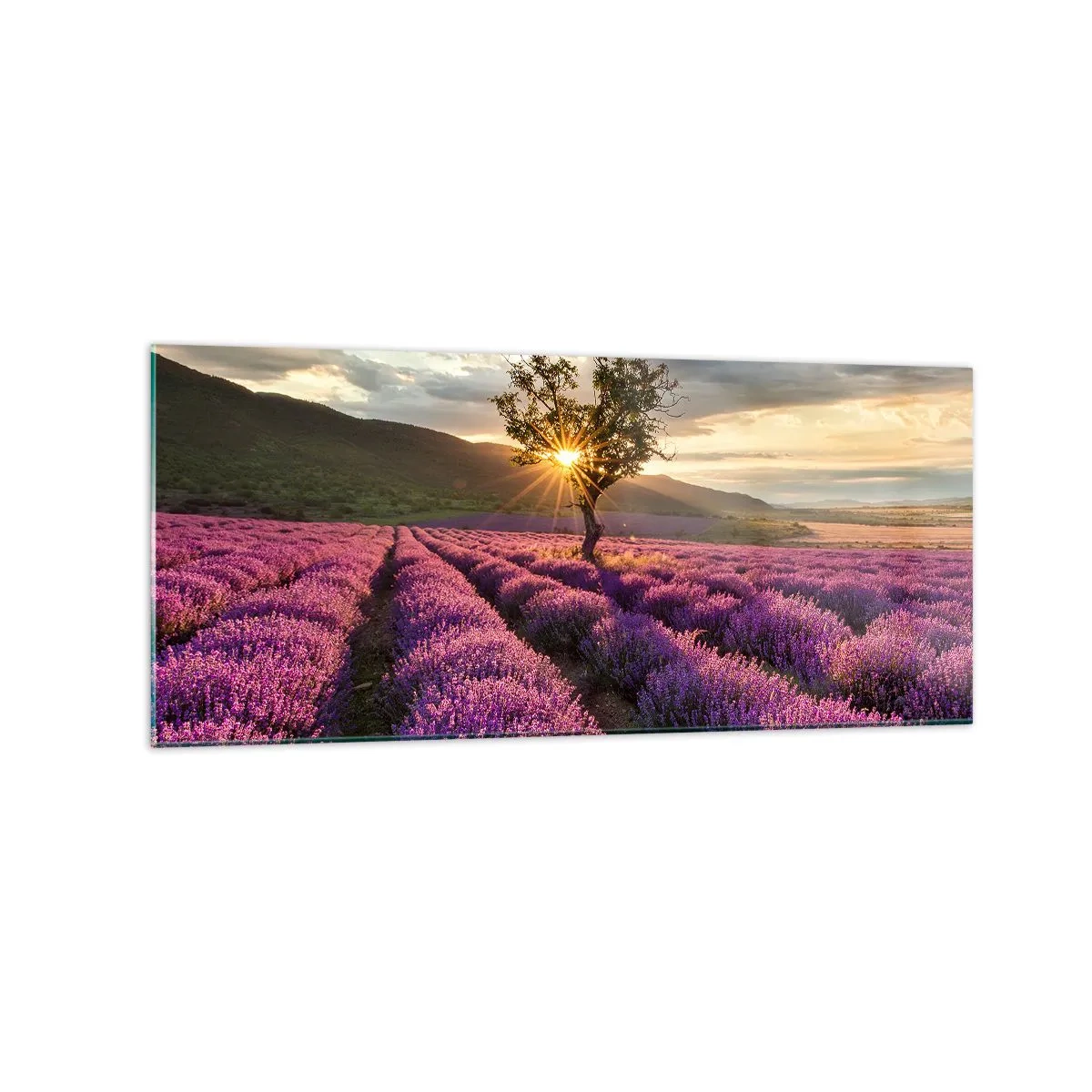 Obraz na skle - Aroma v barvě lila - 120x50 cm