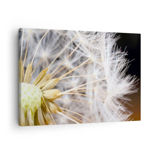 Obraz na plátně - Makrofotografie pampelišky s křehkými semínky - 70x50cm - Těsně před odletem - Moderní nástěnná dekorace do obývacího pokoje a ložnice ARTTOR
