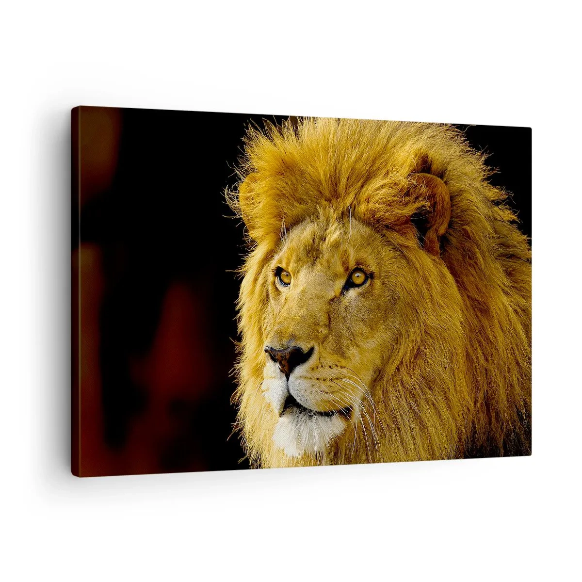 Obraz na plátně - Portrét lva s majestátní hřívou na tmavém pozadí - 70x50cm - Portrét krále - Moderní nástěnná dekorace do obývacího pokoje a ložnice ARTTOR