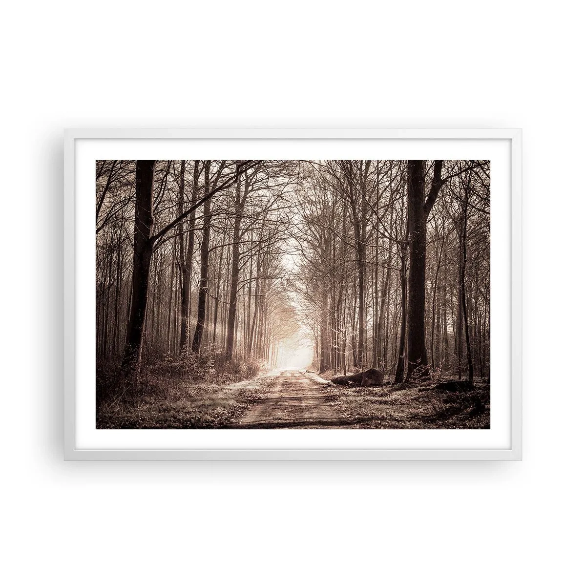 Plakát v bílém rámu - Lesní katedrála - 70x50 cm