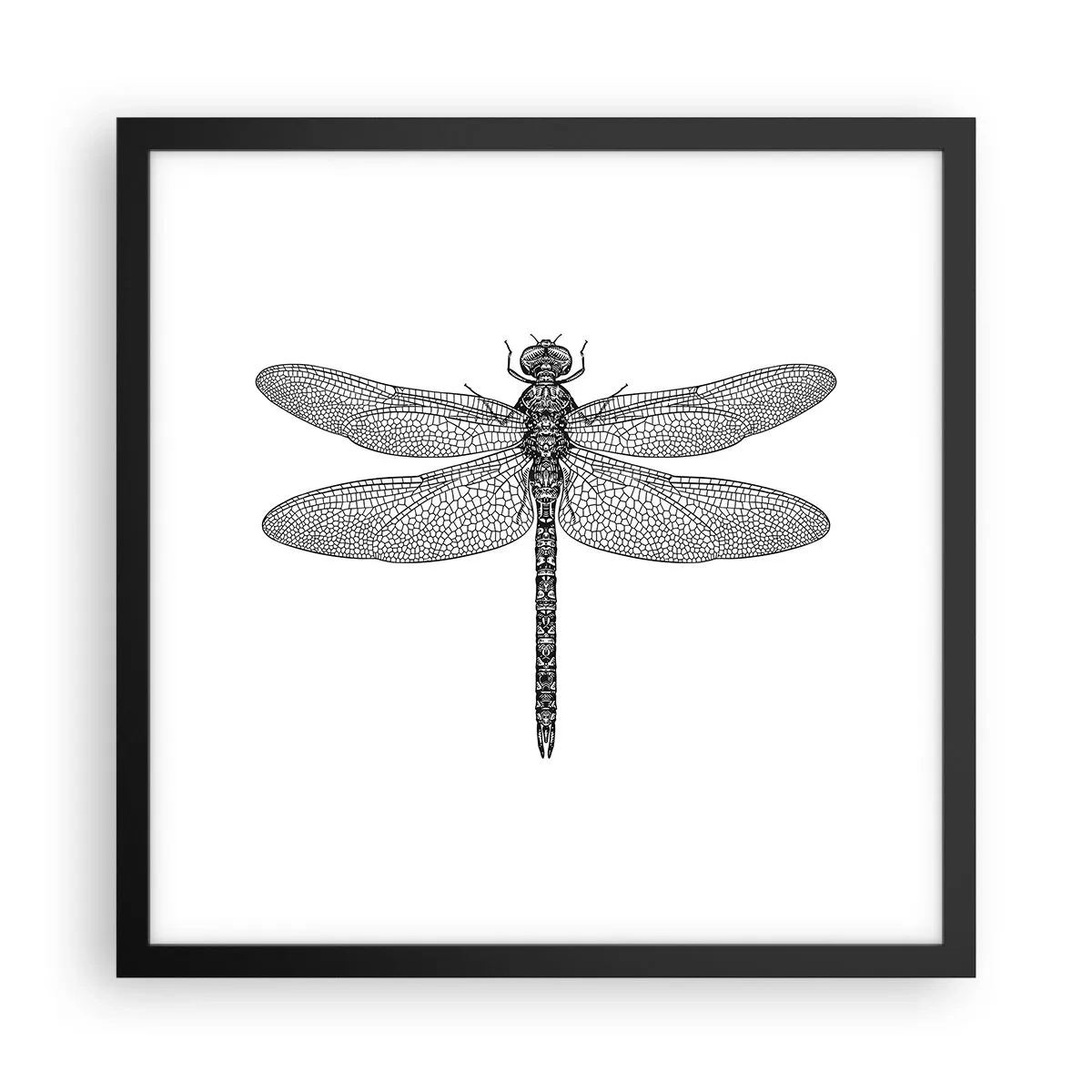 Plakát v černém rámu - Přesnost přírody - 40x40 cm