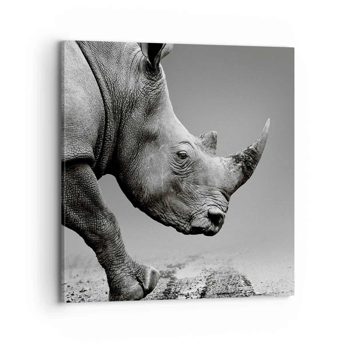 Obraz na plátně - Nezastavitelná síla - 70x70 cm