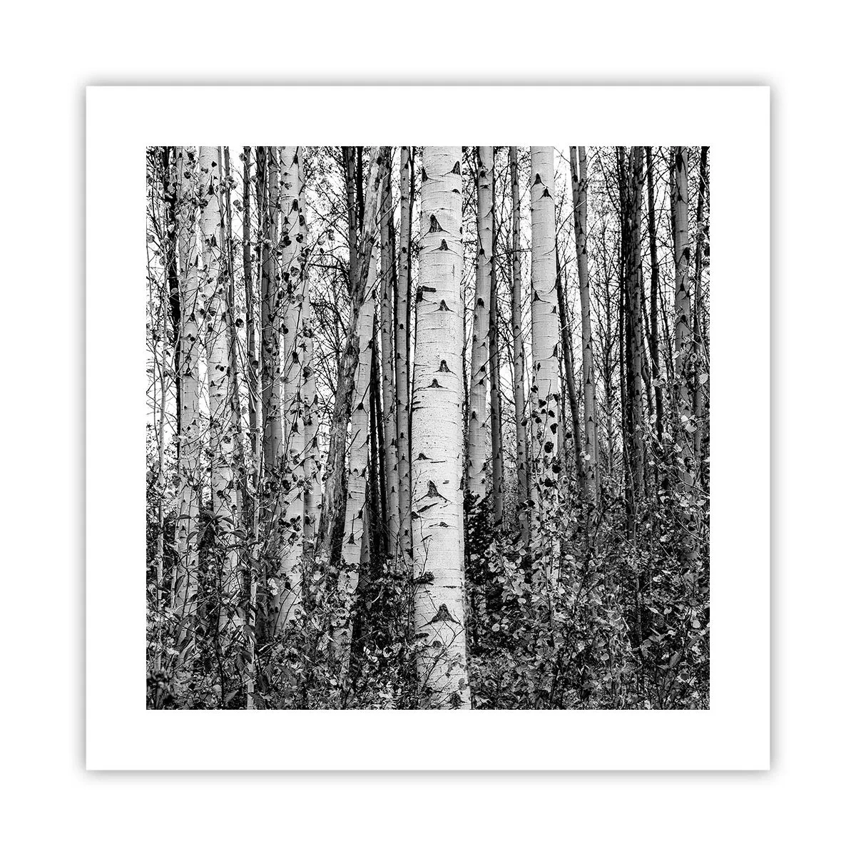 Plakát - Březová kolonáda - 40x40 cm