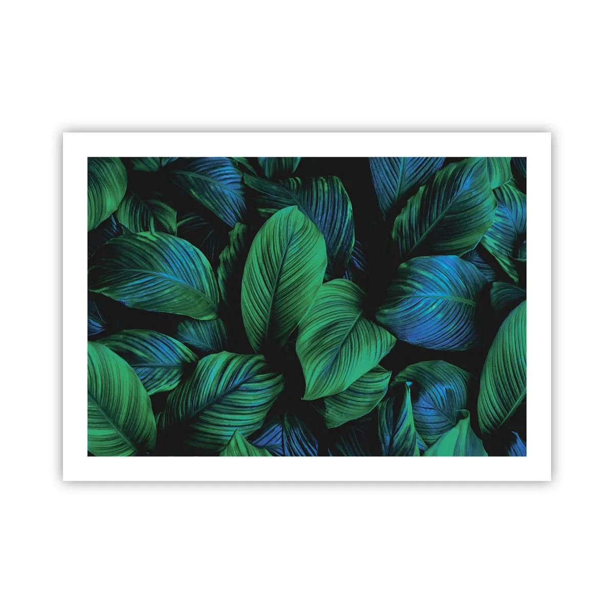 Plakát - V zeleném davu - 70x50 cm