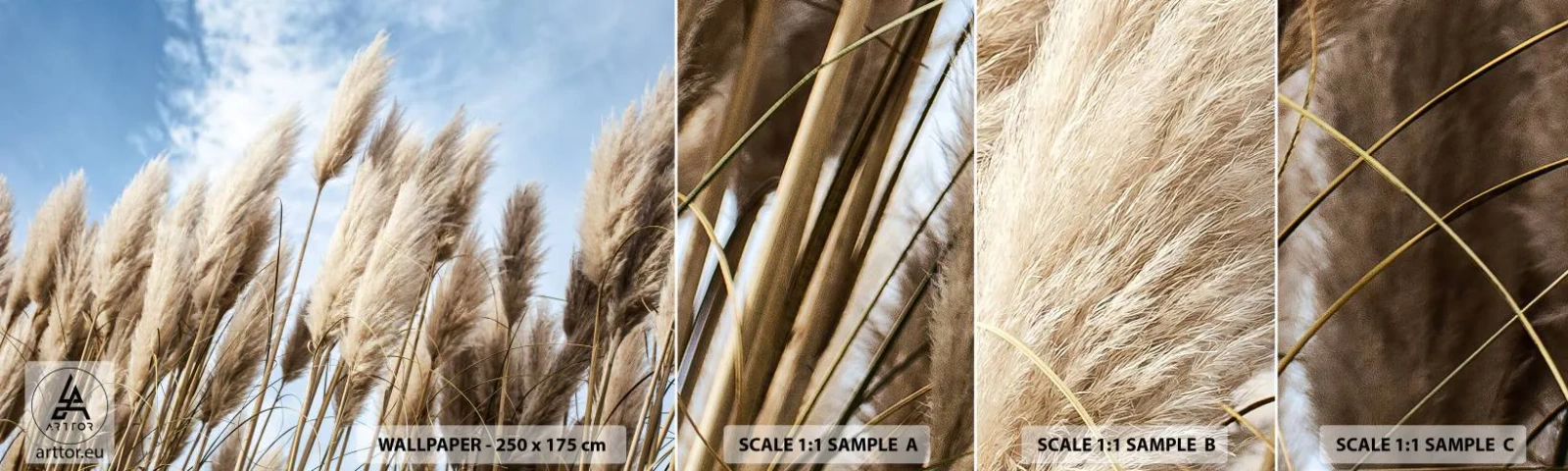 Fototapeta Vzorek Standard Eco - Slunečné a větrné pohlazení - Pampasová tráva, Příroda, Boho - 100x30 cm