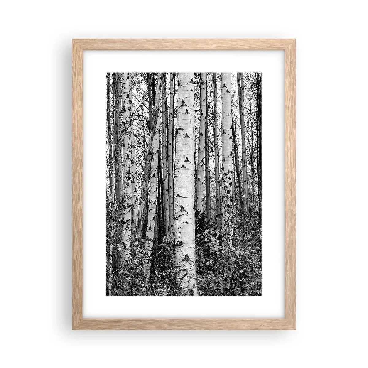 Plakát v rámu světlý dub - Březová kolonáda - 30x40 cm