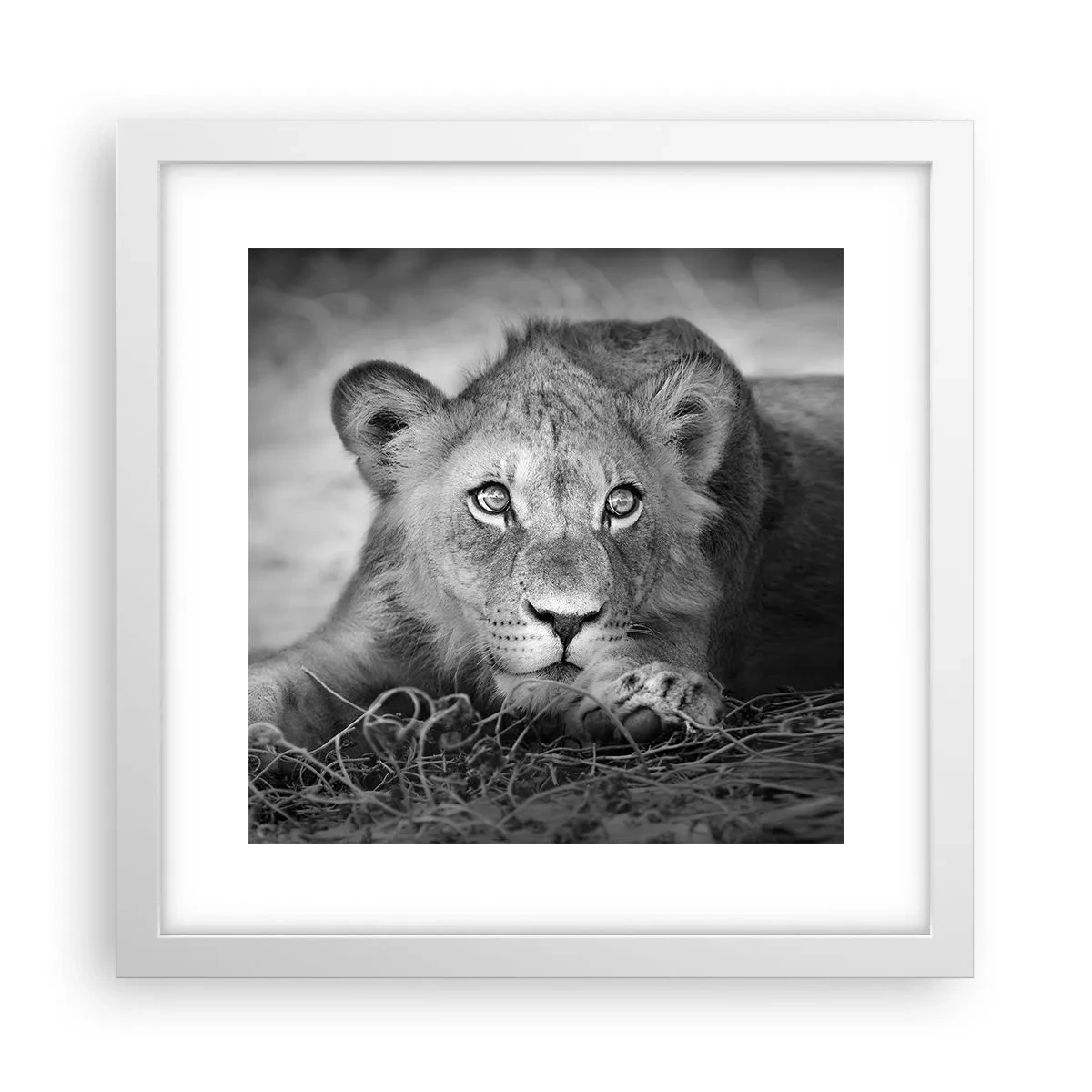 Plakát v bílém rámu - Královské štěně - 30x30 cm