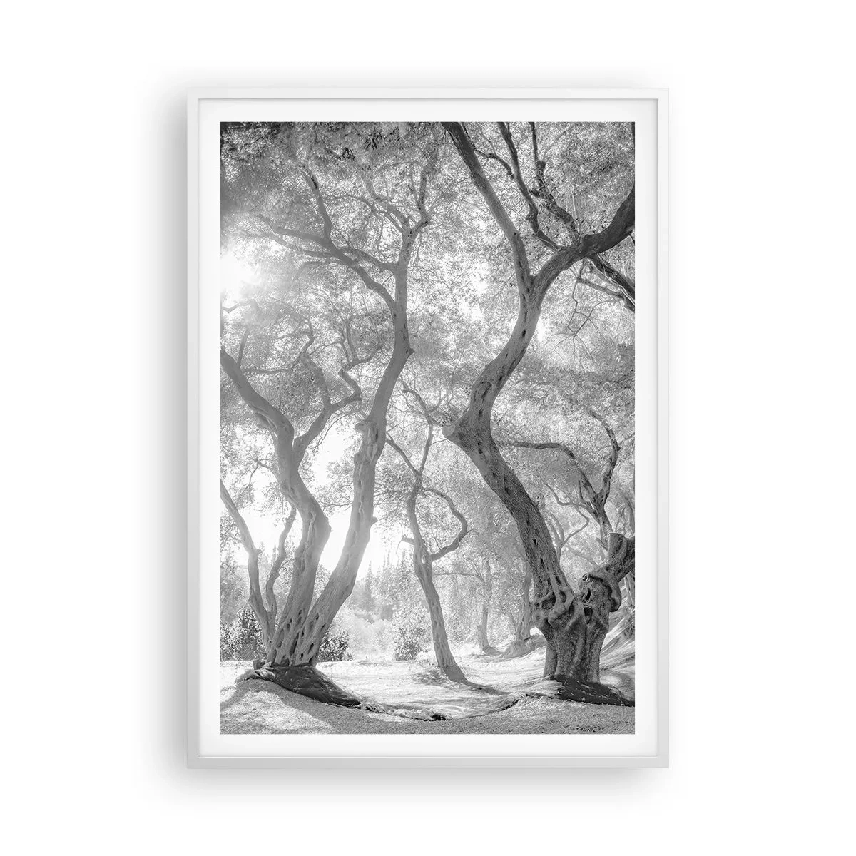 Plakát v bílém rámu - V olivovém háji - 70x100 cm