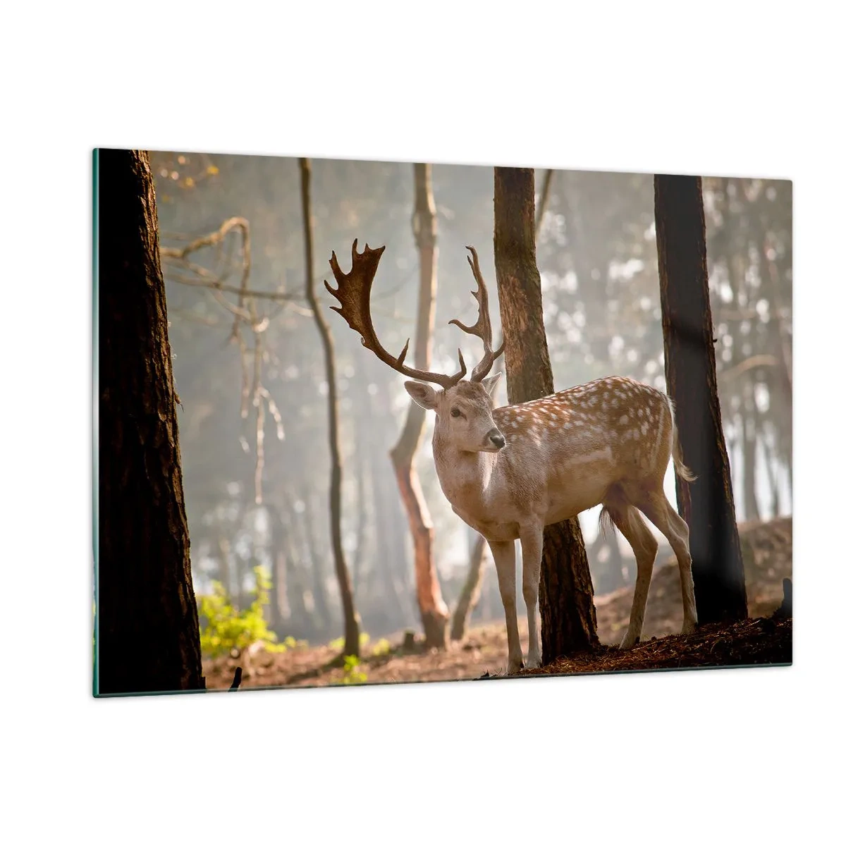 Obraz na skle - Světlo mládí - 120x80 cm