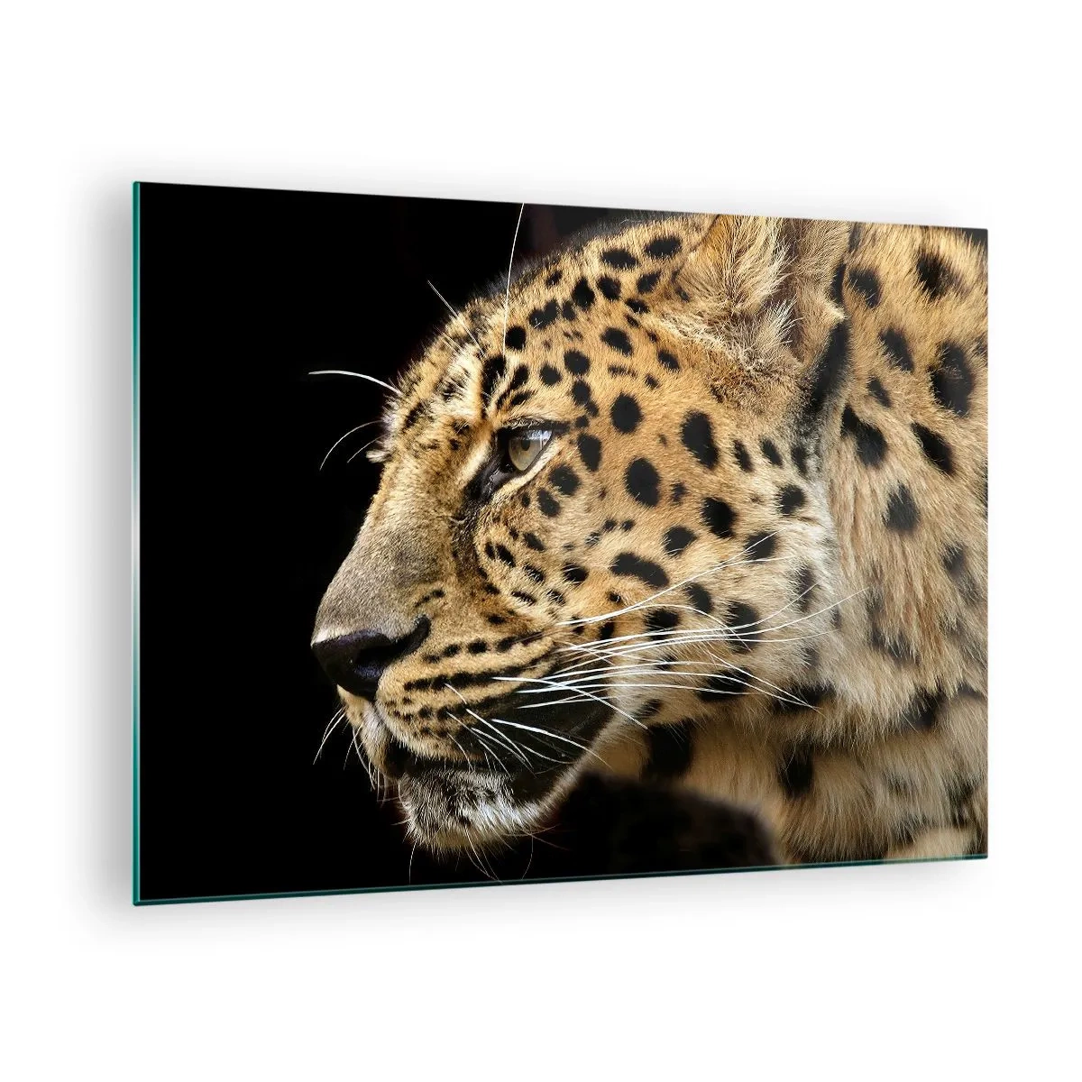 Obraz na skle - Profil leoparda na černém pozadí - 70x50cm - Klidný, soustředěný, připravený - Moderní nástěnná dekorace do obývacího pokoje a ložnice ARTTOR