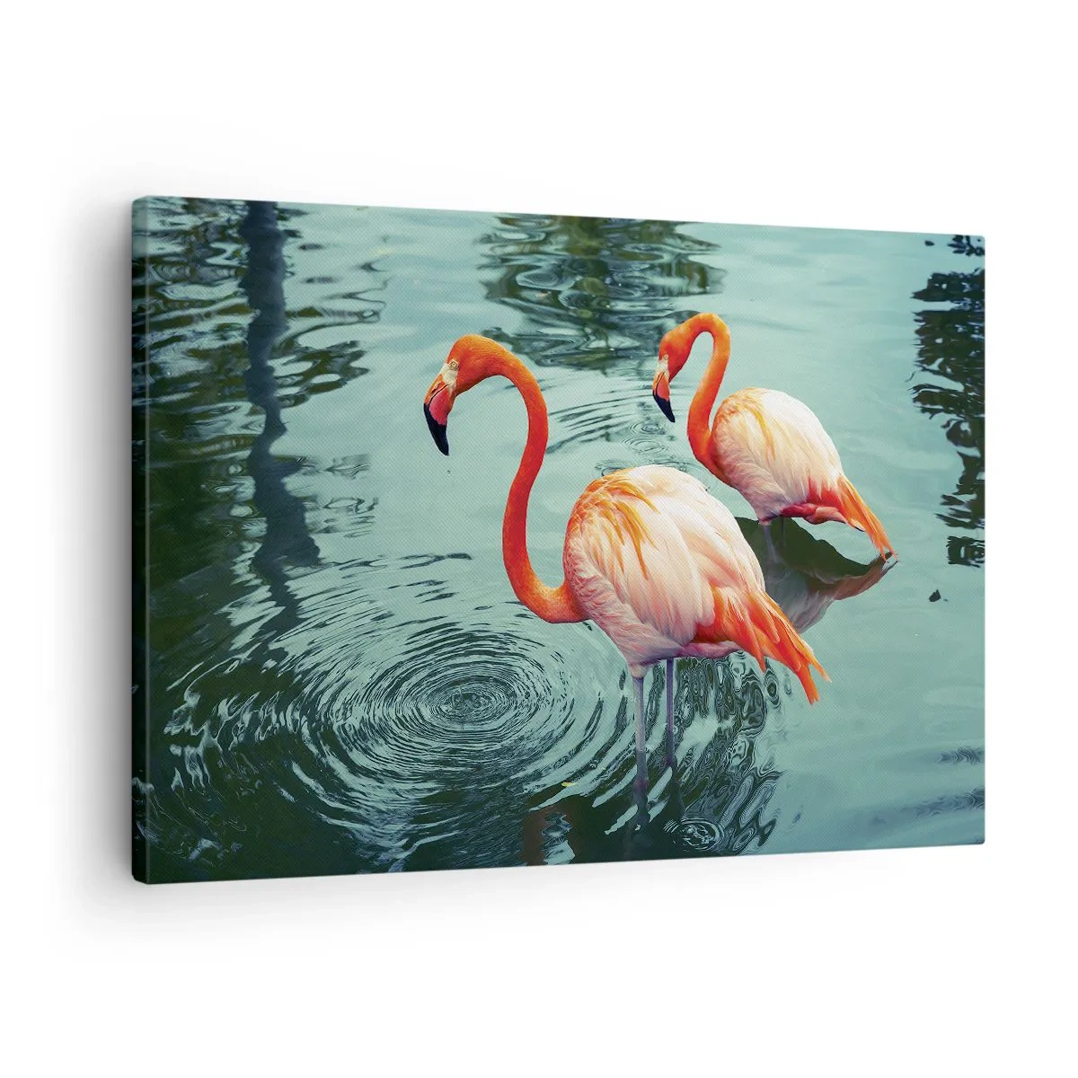 Obraz na plátně - Dva plameňáci v klidné vodě odrážející své okolí - 70x50cm - Nyní jsme v módě - Moderní nástěnná dekorace do obývacího pokoje a ložnice ARTTOR