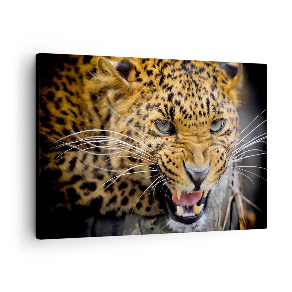 Obraz na plátně - Detailní záběr hrozivého leoparda s obnaženými tesáky. - 70x50cm - Nepřibližuj se, varuji! - Moderní nástěnná dekorace do obývacího pokoje a ložnice ARTTOR