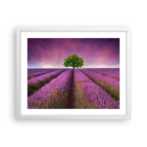 Plakát v bílém rámu - Na levandulových polích - 50x40 cm