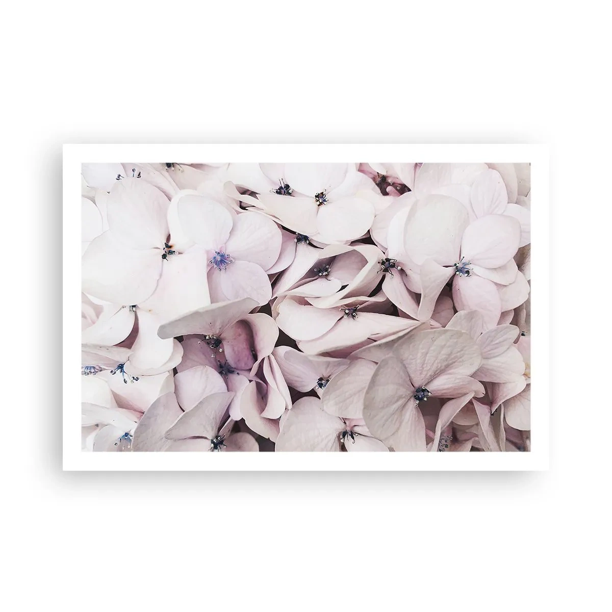 Plakát - V záplavě květin - 91x61 cm