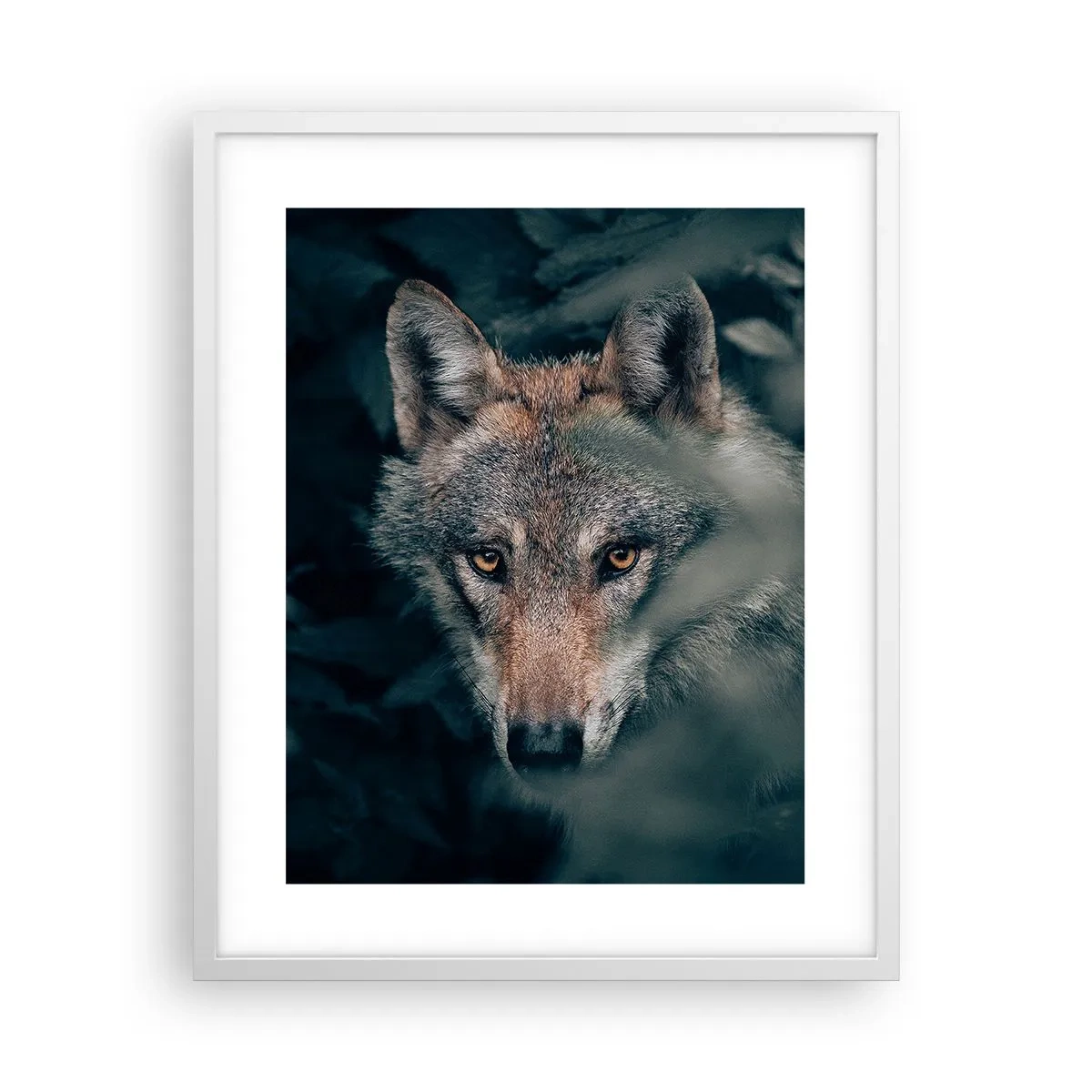 Plakát v bílém rámu - Predátor - 40x50 cm