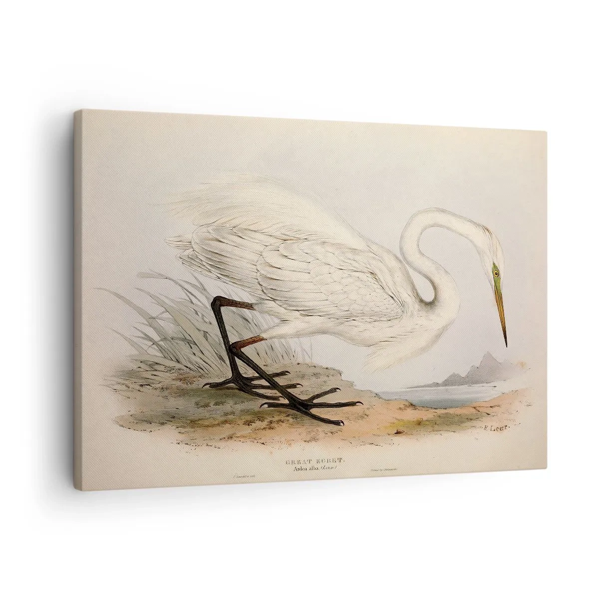 Obraz na plátně - Kresba bílé volavky na pozadí přírodní krajiny - 70x50cm - Paní rákosin - Moderní nástěnná dekorace do obývacího pokoje a ložnice ARTTOR