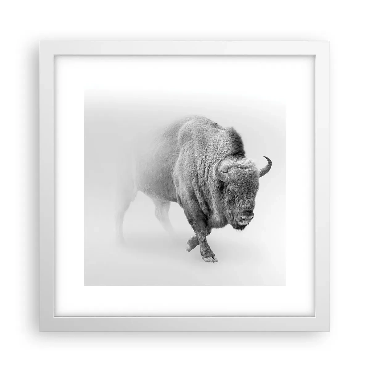 Plakát v bílém rámu - Král prérie - 30x30 cm