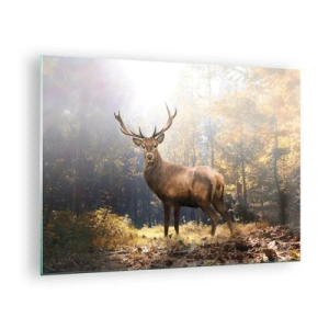 Obraz na skle - Majestátní jelen v sluncem zalitém podzimním lese - 70x50cm - Plné důstojnosti - Moderní nástěnná dekorace do obývacího pokoje a ložnice ARTTOR