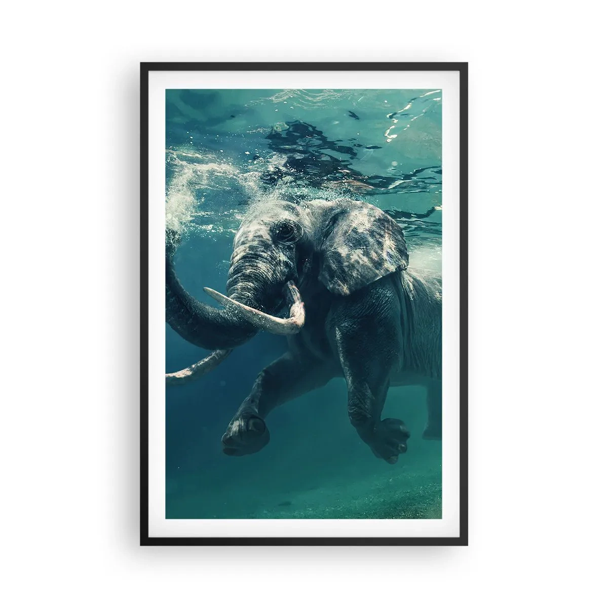 Plakát v černém rámu - Všichni rádi plavou - 61x91 cm