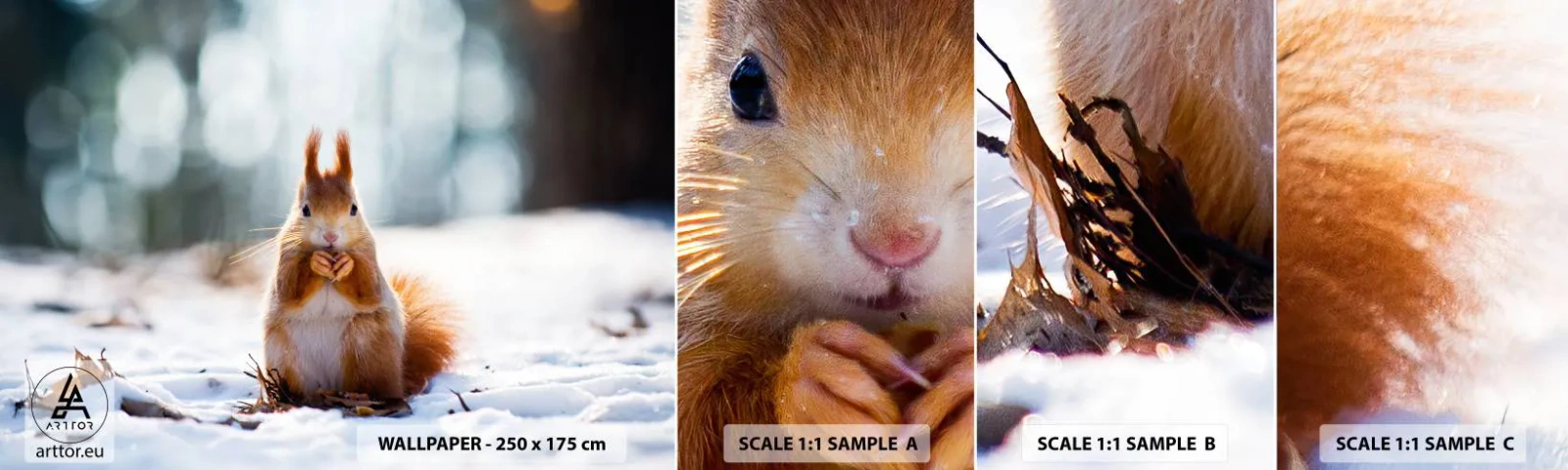 Fototapeta Vzorek Standard Eco - Co se tak díváš? - Zvířata, Veverka, Zima - 100x30 cm