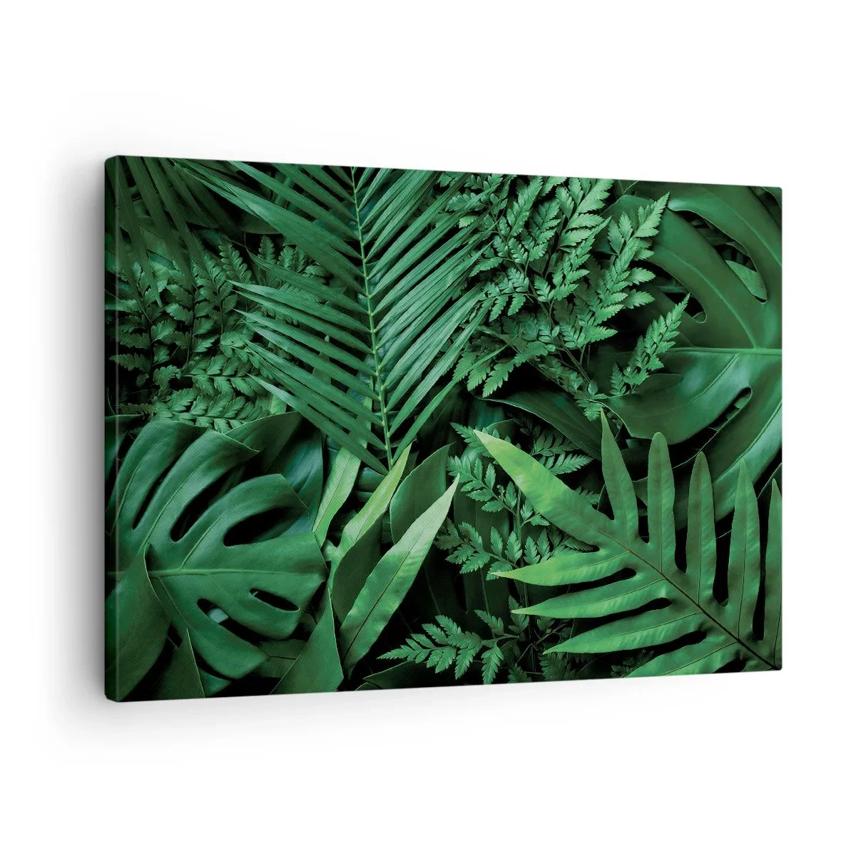 Obraz na plátně - Zelené tropické listy v husté a přirozené kompozici - 70x50cm - Objaté v zeleni - Moderní nástěnná dekorace do obývacího pokoje a ložnice ARTTOR